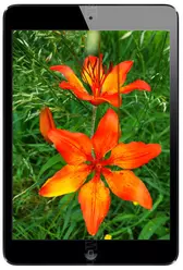 Galeria zdjęć telefonu Apple iPad mini Wi-Fi 32 GB