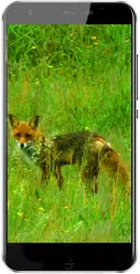 Galeria zdjęć telefonu Black Fox B3 Fox+